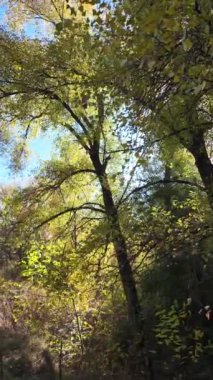 Ağaçların uzun gölgeleri. Dalların arasından geçen güneş. Uzun ağaçlar. Doğal manzara. Vahşi yaşam görüntüleri. Temiz havada yürü. Doymuş video. Günlük profili. yüksek çözünürlüklü video.