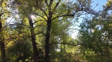 Ağaçların uzun gölgeleri. Dalların arasından geçen güneş. Uzun ağaçlar. Doğal manzara. Vahşi yaşam görüntüleri. Temiz havada yürü. Doymuş video. Günlük profili. yüksek çözünürlüklü video.