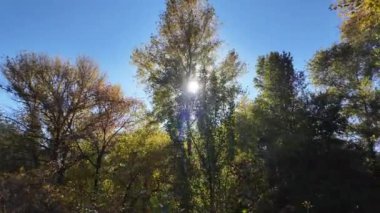 Ağaçların uzun gölgeleri. Dalların arasından geçen güneş. Uzun ağaçlar. Doğal manzara. Vahşi yaşam görüntüleri. Temiz havada yürü. Doymuş video. Günlük profili. yüksek çözünürlüklü video.