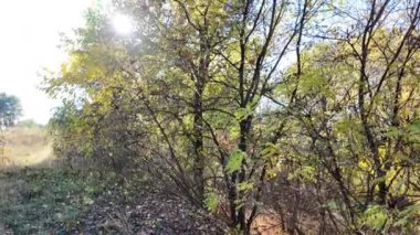 Ağaçların uzun gölgeleri. Dalların arasından geçen güneş. Uzun ağaçlar. Doğal manzara. Vahşi yaşam görüntüleri. Temiz havada yürü. Doymuş video. Günlük profili. yüksek çözünürlüklü video.