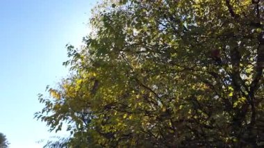 Ağaçların uzun gölgeleri. Dalların arasından geçen güneş. Uzun ağaçlar. Doğal manzara. Vahşi yaşam görüntüleri. Temiz havada yürü. Doymuş video. Günlük profili. yüksek çözünürlüklü video.