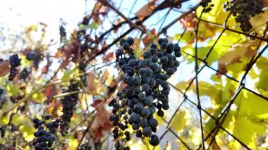 Güneş ışınlarındaki bir dalda küçük üzümler. Sonbaharda üzümler.