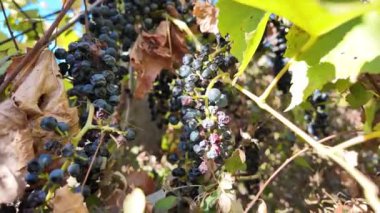 Güneş ışınlarındaki bir dalda küçük üzümler. Sonbaharda üzümler.