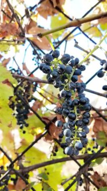 Güneş ışınlarındaki bir dalda küçük üzümler. Sonbaharda üzümler.