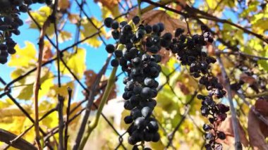 Güneş ışınlarındaki bir dalda küçük üzümler. Sonbaharda üzümler.