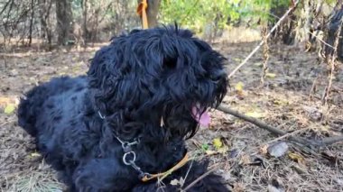 Siyah Teriyer. Büyük siyah köpek. Büyük köpek burnu. Köpek ağızlığı. Teriyer doğası.