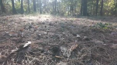 Orman doğası. Orman doğasının farklı unsurları. Ormandaki bitki örtüsü. Doğal manzara. Vahşi yaşamla ilgili görüntüler. Temiz havada yürü. Doymuş video. Günlük profili. yüksek çözünürlüklü video.