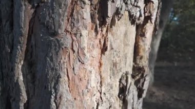 Orman doğası. Orman doğasının farklı unsurları. Ormandaki bitki örtüsü. Doğal manzara. Vahşi yaşamla ilgili görüntüler. Temiz havada yürü. Doymuş video. Günlük profili. yüksek çözünürlüklü video.