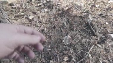 Orman doğası. Orman doğasının farklı unsurları. Ormandaki bitki örtüsü. Doğal manzara. Vahşi yaşamla ilgili görüntüler. Temiz havada yürü. Doymuş video. Günlük profili. yüksek çözünürlüklü video.
