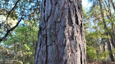 Orman doğası. Orman doğasının farklı unsurları. Ormandaki bitki örtüsü. Doğal manzara. Vahşi yaşamla ilgili görüntüler. Temiz havada yürü. Doymuş video. Günlük profili. yüksek çözünürlüklü video.
