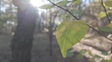 Orman doğası. Orman doğasının farklı unsurları. Ormandaki bitki örtüsü. Doğal manzara. Vahşi yaşamla ilgili görüntüler. Temiz havada yürü. Doymuş video. Günlük profili. yüksek çözünürlüklü video.