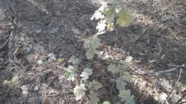 Orman doğası. Orman doğasının farklı unsurları. Ormandaki bitki örtüsü. Doğal manzara. Vahşi yaşamla ilgili görüntüler. Temiz havada yürü. Doymuş video. Günlük profili. yüksek çözünürlüklü video.