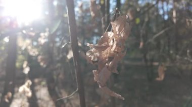 Orman doğası. Orman doğasının farklı unsurları. Ormandaki bitki örtüsü. Doğal manzara. Vahşi yaşamla ilgili görüntüler. Temiz havada yürü. Doymuş video. Günlük profili. yüksek çözünürlüklü video.