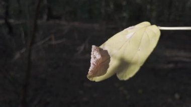 Orman doğası. Orman doğasının farklı unsurları. Ormandaki bitki örtüsü. Doğal manzara. Vahşi yaşamla ilgili görüntüler. Temiz havada yürü. Doymuş video. Günlük profili. yüksek çözünürlüklü video.