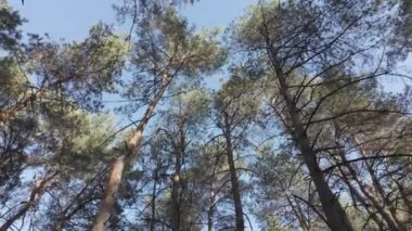 Orman doğası. Orman doğasının farklı unsurları. Ormandaki bitki örtüsü. Doğal manzara. Vahşi yaşamla ilgili görüntüler. Temiz havada yürü. Doymuş video. Günlük profili. yüksek çözünürlüklü video.