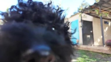 Siyah kaniş. Güneşli ormanda siyah kaniş köpeğinin şirin yakın plan portresi. Ormanda sevişen kıvırcık köpek kürklü güneş köpekleri. Şirin hayvan yürüyüşü için yaz ormanı. Yumuşak odaklanma. Bulanık. canlı kamera