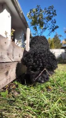 Siyah kaniş. Güneşli ormanda siyah kaniş köpeğinin şirin yakın plan portresi. Ormanda sevişen kıvırcık köpek kürklü güneş köpekleri. Şirin hayvan yürüyüşü için yaz ormanı. Yumuşak odaklanma. Bulanık. canlı kamera