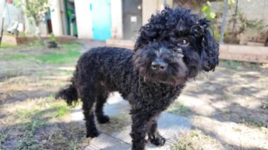 Siyah kaniş. Güneşli ormanda siyah kaniş köpeğinin şirin yakın plan portresi. Ormanda sevişen kıvırcık köpek kürklü güneş köpekleri. Şirin hayvan yürüyüşü için yaz ormanı. Yumuşak odaklanma. Bulanık. canlı kamera