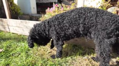 Siyah kaniş. Güneşli ormanda siyah kaniş köpeğinin şirin yakın plan portresi. Ormanda sevişen kıvırcık köpek kürklü güneş köpekleri. Şirin hayvan yürüyüşü için yaz ormanı. Yumuşak odaklanma. Bulanık. canlı kamera
