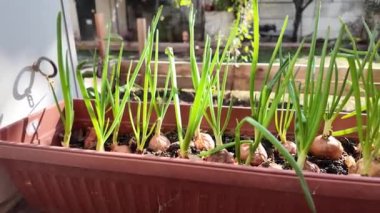 Toprakta taze soğan yetişiyor. Tencerede ampul. Doğal sebzeler Evde sebze yetiştiriyorum. Soğan sapları. sarı ampuller.