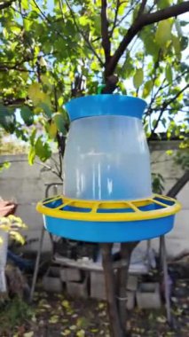 Bird feeder on a tree. Wild Parus major (Great tit) and Dendrocopos major (great spotted woodpecker) birds eat seeds from wooden bird feeder hanging on tree in winter forest.