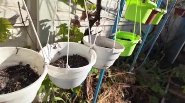 Boş saksılar. Asılı saksılar.