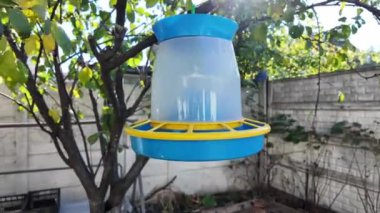 Bird feeder on a tree. Wild Parus major (Great tit) and Dendrocopos major (great spotted woodpecker) birds eat seeds from wooden bird feeder hanging on tree in winter forest.