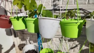 Boş saksılar. Asılı saksılar.