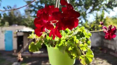 Yeşil bir saksıda kırmızı çiçek. Asılı bir saksıda kırmızı çiçek.