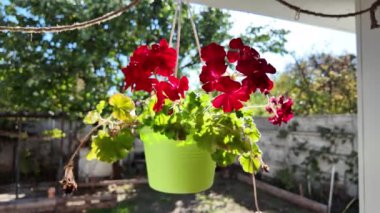 Yeşil bir saksıda kırmızı çiçek. Asılı bir saksıda kırmızı çiçek.