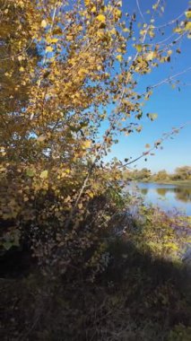 Dallarda sarı sonbahar yaprakları. Sonbahar doğası. Sonbahar arkaplanı. Dallardaki son yapraklar. Güneş dalları ve yaprakları aydınlatıyor.