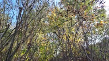 Dallarda sarı sonbahar yaprakları. Sonbahar doğası. Sonbahar arkaplanı. Dallardaki son yapraklar. Güneş dalları ve yaprakları aydınlatıyor.