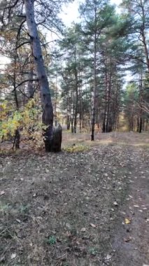 Ormanda bir yürüyüşün dikey videosu. Güneşli bir ormanda yürüyüş videosu. Uzun çam ağaçları. Güneş ağaçların arasından geçiyor. Ağaçların arasındaki patika.