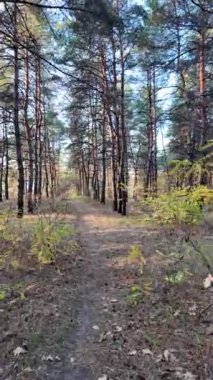 Ormanda bir yürüyüşün dikey videosu. Güneşli bir ormanda yürüyüş videosu. Uzun çam ağaçları. Güneş ağaçların arasından geçiyor. Ağaçların arasındaki patika.