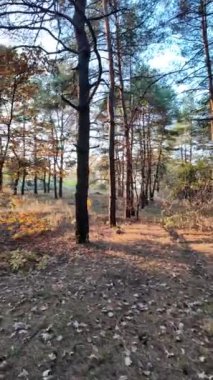 Ormanda bir yürüyüşün dikey videosu. Güneşli bir ormanda yürüyüş videosu. Uzun çam ağaçları. Güneş ağaçların arasından geçiyor. Ağaçların arasındaki patika.