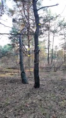 Ormanda bir yürüyüşün dikey videosu. Güneşli bir ormanda yürüyüş videosu. Uzun çam ağaçları. Güneş ağaçların arasından geçiyor. Ağaçların arasındaki patika.
