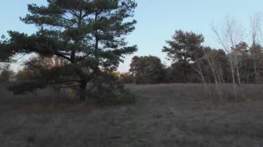 Ormanda yürümek videoyu hızlandırdı. Zaman sıçraması videosu. Hiperhız. Sonbahar ormanı. Ormanda gün batımı. Doğal manzara.