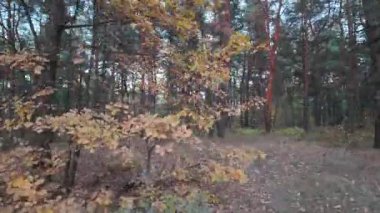 Ormanda yürümek videoyu hızlandırdı. Zaman sıçraması videosu. Hiperhız. Sonbahar ormanı. Ormanda gün batımı. Doğal manzara.