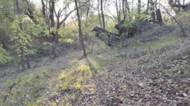 Akşam ormanı. Ormanda şafak vakti. Ormanda yürüyüş. Doğa manzarası. Günlük kaydı profil videosu. Renksiz video. Düz video profili.