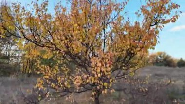 Güzel bir sonbahar ağacı. Küçük sarı ağaç. Geçen sonbahar yaprakları doğada. Kamera ağaç etrafında hareket ediyor. Doğal manzara. Ormanda yürü. Yürüyüş. Dallardaki sarı yapraklar.