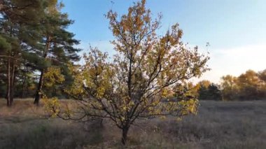 Güzel bir sonbahar ağacı. Küçük sarı ağaç. Geçen sonbahar yaprakları doğada. Kamera ağaç etrafında hareket ediyor. Doğal manzara. Ormanda yürü. Yürüyüş. Dallardaki sarı yapraklar.