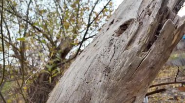Ahşap doku. Tahta böcekler tarafından zarar görmüş. Kabuk böceği. beyaz ahşap doku.