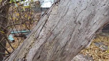 Ahşap doku. Tahta böcekler tarafından zarar görmüş. Kabuk böceği. beyaz ahşap doku.