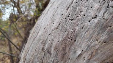 Ahşap doku. Tahta böcekler tarafından zarar görmüş. Kabuk böceği. beyaz ahşap doku.