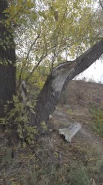 Sonbaharda eski büyük bir ağaç. Yaşlı ağaç ve çürük kütük. Sarı, büyük, yaşlı ağaç. Sonbahar doğası.