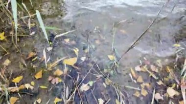 Renkli sonbahar yaprakları berrak sularda. Nehirde sarı yapraklar var. Suda sonbahar yaprakları. Sonbahar doğa geçmişi. Şeffaf nehir. Sahilde köpük.
