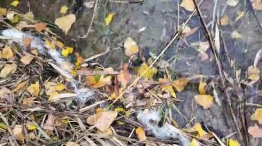 Renkli sonbahar yaprakları berrak sularda. Nehirde sarı yapraklar var. Suda sonbahar yaprakları. Sonbahar doğa geçmişi. Şeffaf nehir. Sahilde köpük.