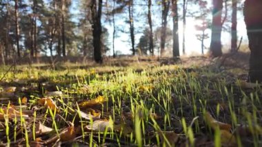 yeşil parlak çimenler ve sarı sonbahar yaprakları. Sonbahar yaprakları yeşil çimlerin üzerinde yatar. Güneş ve çimen. Işık huzmeleri ve sonbahar yaprakları.