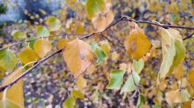 huş ağacı sonbaharı terk eder. Kamera yavaşça ilerlerken görüntülerde bir ormanda beyaz ve siyah huş ağaçları görülüyor. Yapraklar canlı turuncuyken sonbahar zamanı çekilmiş..