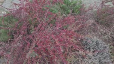 Kırmızı çilek çalısı. Vietnam dağlarında yeşil ve kırmızı kahve kirazlarıyla hasat edilmeye hazır olgun bir kahve çalısı. Arabica ve Robusta kahvesi yetişir. Tampon dolusu parlak kırmızı Hawthorne meyvesi.